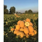 Афродіта F1 250 насіння овальної дині, Libra Seeds, Туреччина